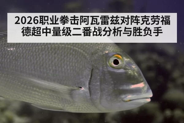 2026职业拳击阿瓦雷兹对阵克劳福德超中量级二番战分析与胜负手